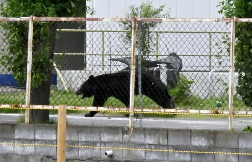 Japonijoje laisvėje klajoja „itin protingas“ lokys, jau sužeidęs keturis žmones