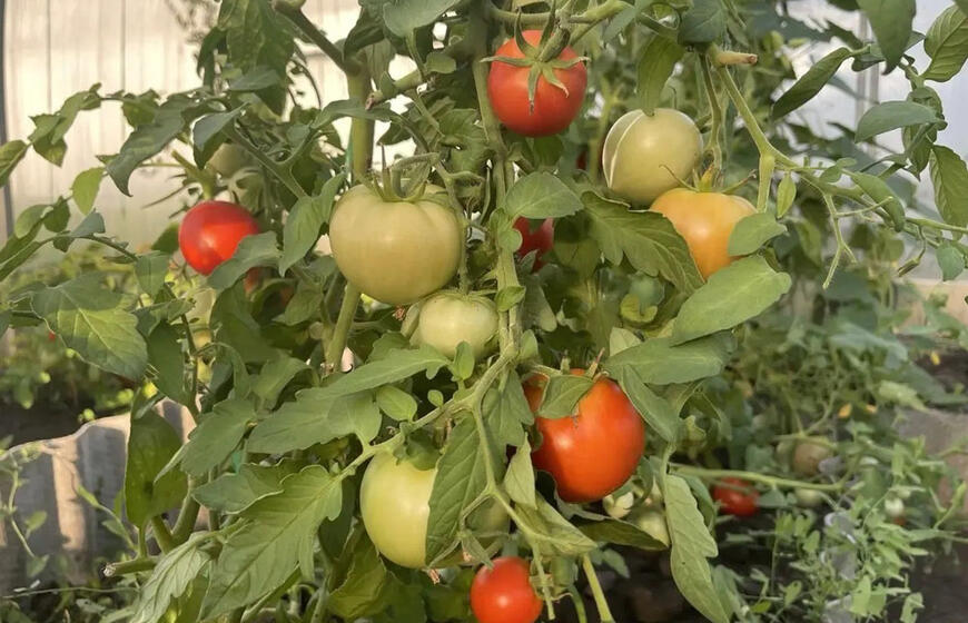 pomidorai