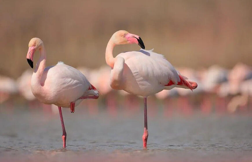 flamingai
