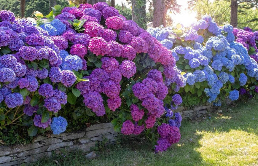 hortenzijos