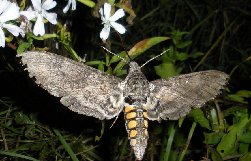 Manduca sexta