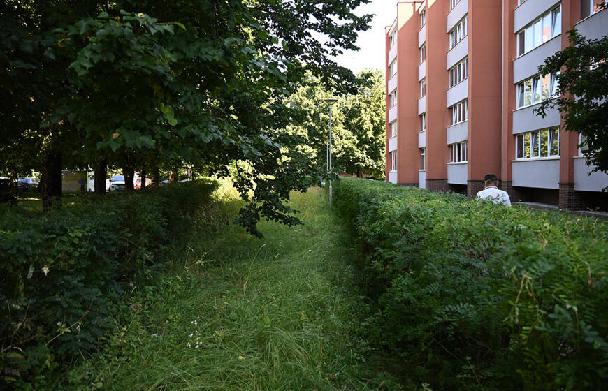 nepjauta žolė, daugiabutis