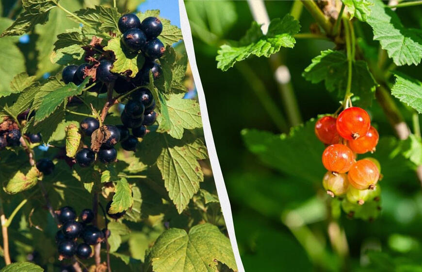 Serbentų ir agrastų uogos gali nukristi dar nesunokusios: kaip jas išsaugoti liepą