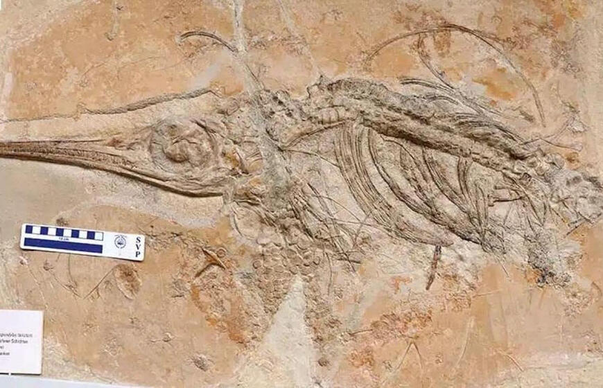 Jabalisaurus tethyensis – vidutinio dydžio oftalmozaurų grupės ichtiozauras
