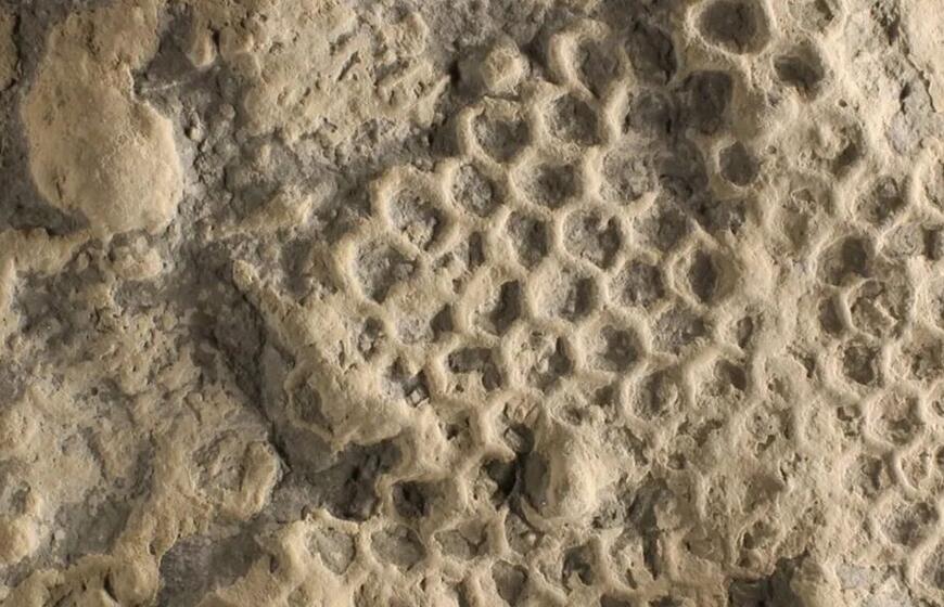 Fosilijos