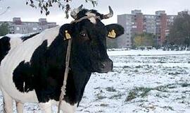 Pirmojo sniego įkaitėmis tapo ir uostamiesčio karvės