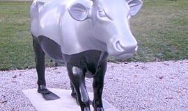 Ventspilio uoste ganosi karvės