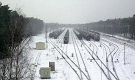 Girulių miško kirsti neskubama