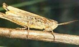 Tiesiasparniai - &quot;smuikininkai&quot; ir &quot;terminatoriai&quot;