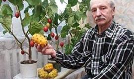 Egzotiški augalai dera ir Lietuvoje