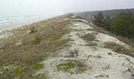 Užgožtą kopų grožį išlaisvins medkirčiai