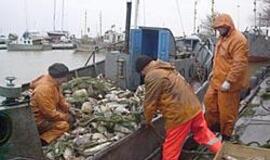 Kuršių marių žuvys - šernams