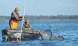 Lašišų brakonierių žeberklai ėmė rūdyti
