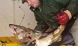 Menkių žvejybai - nauji apribojimai