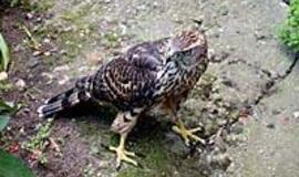 Miesto viduryje - kliūtys saugomiems paukščiams