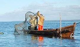 Rojų kormoranams mariose sukūrė žvejai