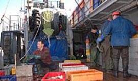 Menkių kvotos rezervuotos ir nurašomiems laivams