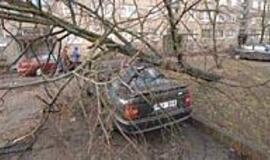 Medžio prispaustas automobilis niekam nebereikalingas