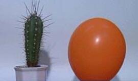 "Pravda" demonstruoja ir klaipėdiečių kūrybą