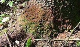 Miškuose siaučia kenkėjai