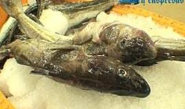 Žuvų aukcione parduotos pirmosios menkės