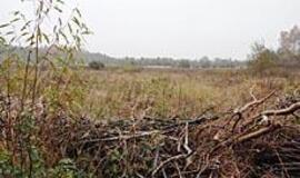 Airių rekordas "gelbės" uostamiesčio biudžetą