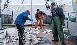 Kitąmet menkių gaudytojai uždirbs mažiau