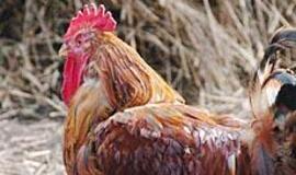 Medikai vėl įspėja keliautojus dėl paukščių gripo