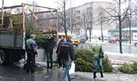 Kinų "eglutės" tikro miško kvapo dar nenustelbė