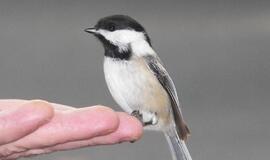 Tolimas protėvių balsas