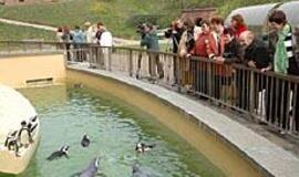 Smiltynę šokdina dingstanti elektra