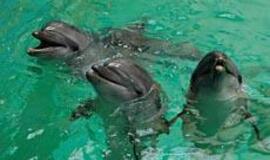 Eilės prie delfinų terapijos - penkeriems metams į priekį