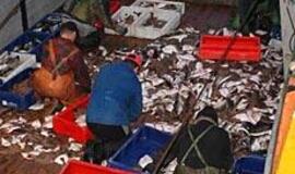 Žvejus krečia menkių "karštinė"