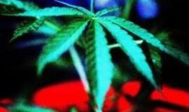 13 mln. europiečių rūko kanapes