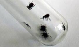 Erkės ramesnės, bet vis tiek pavojingos