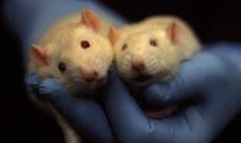 Nauji vaistai peles paverčia maratonininkėmis