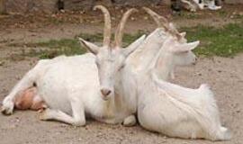 Vilkynės istorijos: gyvenimas tarp žvėrių