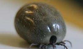 "Pasigauti" erkę galima ir Kauno centre