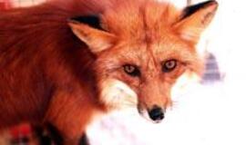 Pasiutligės atvejų sumažėjo net 10 kartų