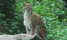 Vilkynės istorijos: gyvenimas tarp žvėrių IV