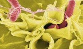 Kauniečius guldo salmoneliozė