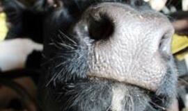 Anglijoje, Švedijoje ir Vengrijoje nustatyta Mėlynojo liežuvio liga