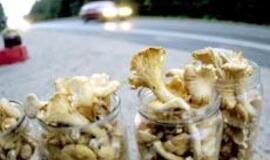 Tiriami Lietuvos miškuose surinkti grybai