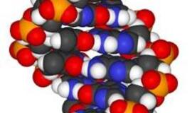 Britų mokslininkai teigia, kad egzistuoja sąsaja tarp vyro DNR ir jo pavardės