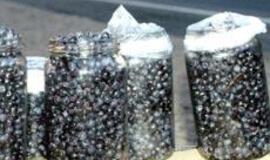 Nesaugios mėlynės išgabentos iš Lietuvos teritorijos