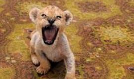 "Mini zoo" - pirmoji liūtų vada