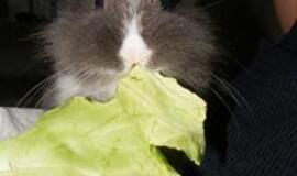 Užkrečiama žarnyno liga - jersiniozė