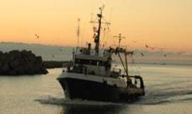 Menkės gimdo godumą