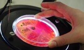 Neleista tiekti rinkai lenkiškos paukštienos ir kinietiškų jūros lydekų filė