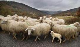 Norą išsiskirti iš minios smegenys supranta kaip klaidą